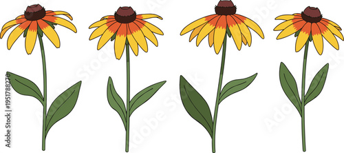 Rudbeckia flower vector set. Yellow black-eyed Susan blooms with tall stems and leaves. Flat botanical illustrations for summer, garden, and wildflower design.