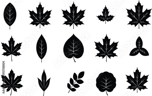 Black silhouettes of diverse leaf shapes arranged in grid, showcasing botanical variety, ideal for nature design, plant illustration, eco concepts, and decorative vector art