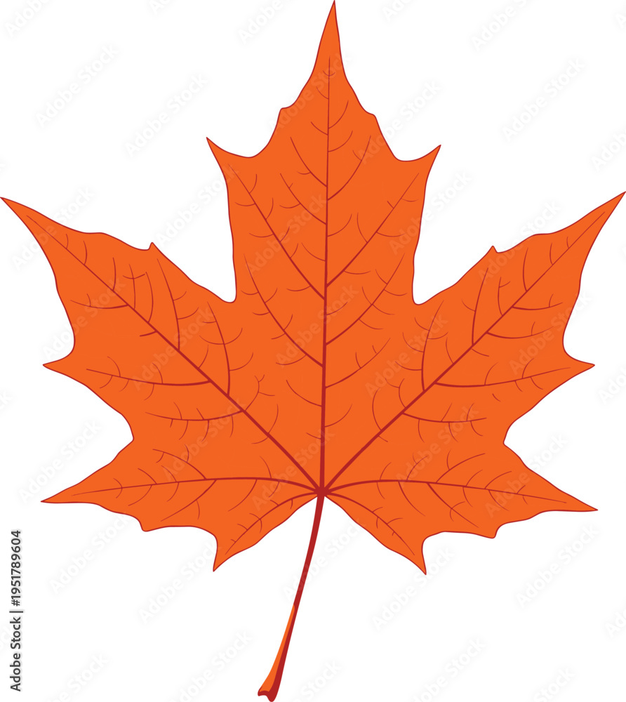 Obraz premium autumn Orange maple leaf vector illustration for nature design fall foliage, seasonal, botanical, tree, 