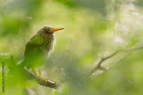 Green Heron (Butorides virescens) Fledgling Behind Green Vegetation