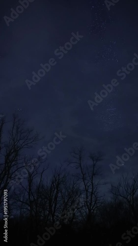 Night sky with stars moving above forest silhouette