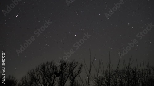 Night sky stars moving over silhouetted trees
