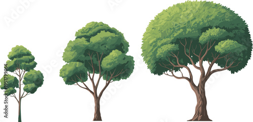 Green leafy tree with dense foliage and visible roots against a white background leaves