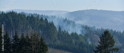 Petite fumée d'un feu montant à travers les conifères d'une parcelle de sylviculture, format bannière