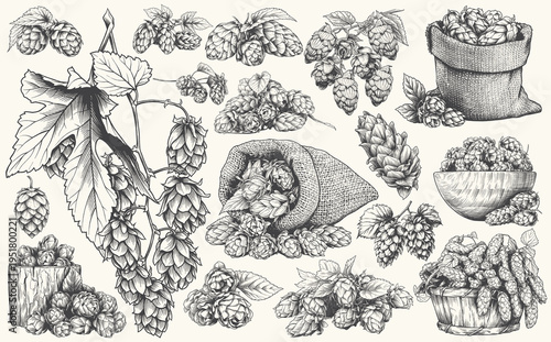Hand drawn hops plants, cones, and brewing ingredients illustrated in detailed vintage engraving line art. Suitable for beer production, brewery branding, packaging, agriculture themes, and natural in