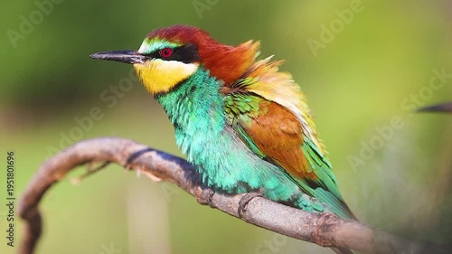 Beautiful wild bee-eater bird puffing up and shaking its colorful feathers while resting on a twig