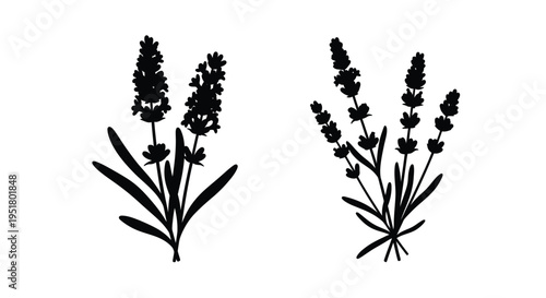 Two lavender sprigs depicted in a striking black silhouette