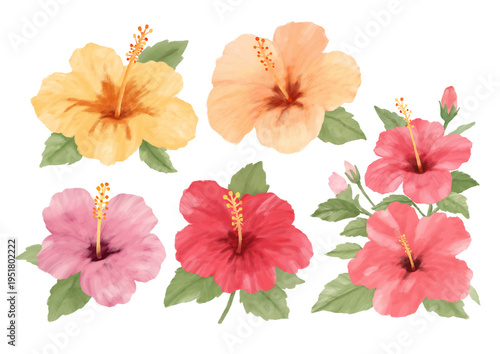 Conjunto de Flores de Hibisco no estilo aquarela desenhado a mão - ilustração agradável isolada 