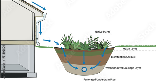 Rain garden cross section diagram with stormwater infiltration and native plants