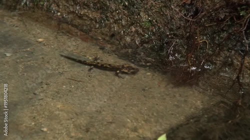 Newt animal amphibian little small black wildlife water aquatic nature