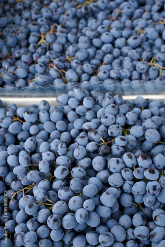 Harvesting grapes in the vineyard. Close-up of blue bunches of grapes collected in boxes