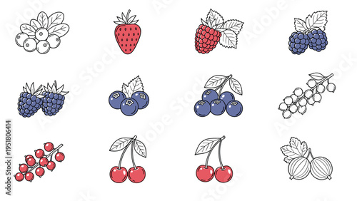 Collection of various berry illustrations, including cranberries, strawberries, raspberries, blueberries, cherries, and gooseberries, in outline and colored styles.