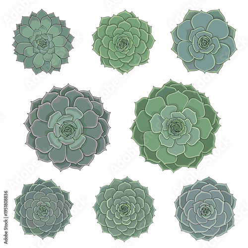 Seamless pattern of green succulent rosettes for wallpaper and textile design