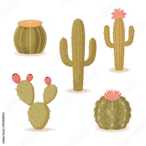 Variety of desert cactus plants including saguaro and prickly pear in pots