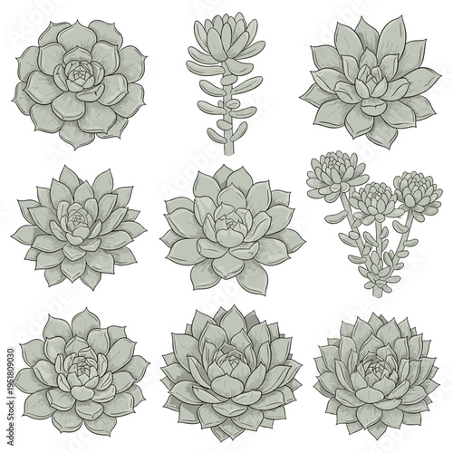 Set of gray scale succulent and cactus illustrations for vintage design