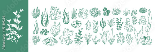 Seaweed and Algae Vector Set. Hand Drawn Marine Plants, Kelp, Coral and Aquatic Botanical Line Art Collection. Underwater Flora Sketches.