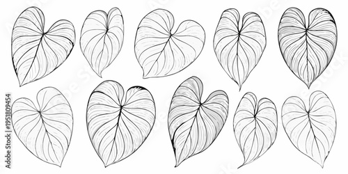 Detailed botanical illustration of heart shaped tropical leaves in monochrome