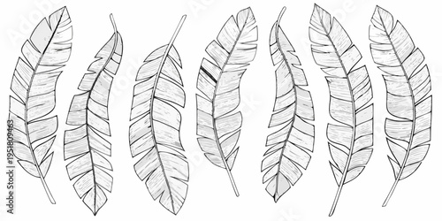 A collection of intricately detailed hand drawn feather illustrations