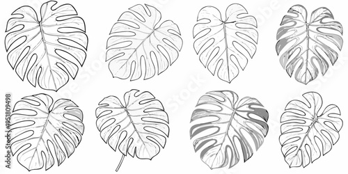 A collection of monstera deliciosa leaves in a black and white sketch
