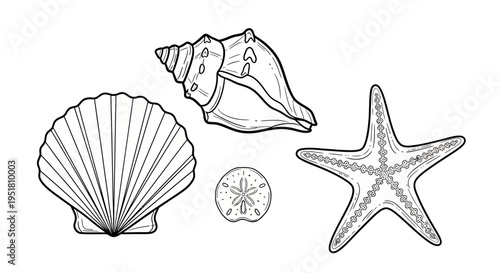 Marine life illustrations of seashells and starfish