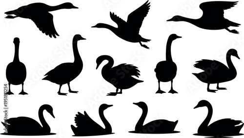 Swan silhouettes collection including flying, standing and swimming swans isolated, elegant water bird wildlife set for nature design
