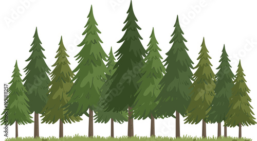 Green pine tree foliage with red berries against white background needles