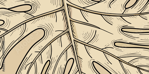 Detailed close up of monstera deliciosa leaves with prominent veins