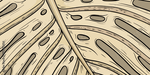 Close up of a monstera deliciosa leaf with prominent venation details