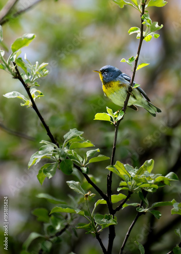 Northern Parula (Setophaga americana) Perched in a Budding Tree