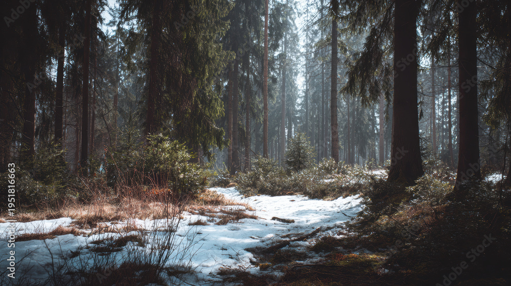 Fototapeta premium Spring snow ice thaw, end of Winter Season, hope, fresh start. A winter forest with snowcovered ground, lush green plants, and tall pine trees. The scene is illuminated by the sun.