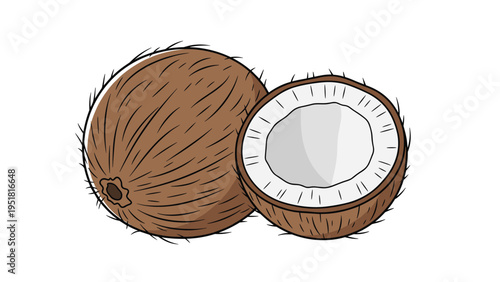 Detailed flat illustration of a whole coconut and a half-cut coconut, revealing its fibrous husk and inner white flesh, for tropical designs.
