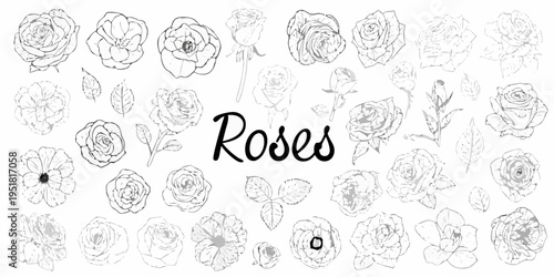 A collection of delicate hand drawn rose sketches in black and white