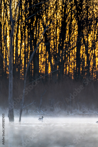 A Northern Shoveler Floats on Water in a Swamp at Dawn