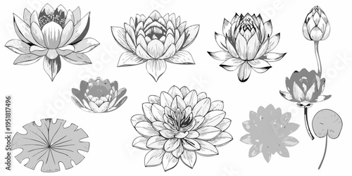 Detailed botanical illustration of lotus flowers in various blooming stages