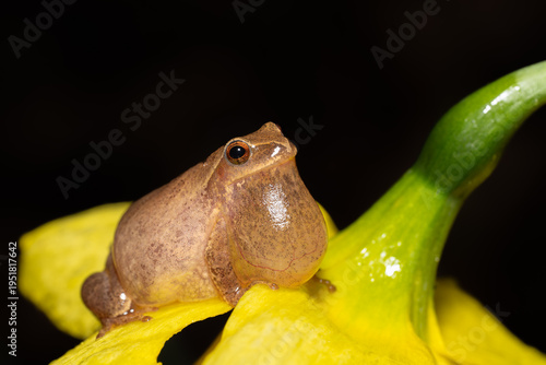 Spring Peeper (Pseudacris crucifer)