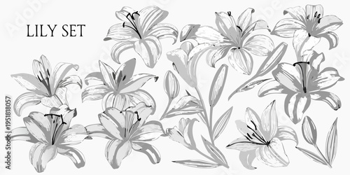 Elegant arrangement of white lily flowers in a botanical illustration style