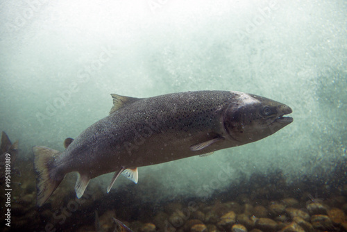 Bilde på lerret Wild salmon in a fishway (Sand, Norway)