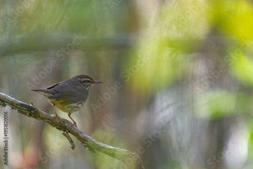 Northern Waterthrush (Parkesia noveboracensis) in Wet Woodland