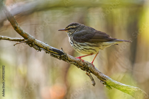 Northern Waterthrush (Parkesia noveboracensis) in Creekside Habitat