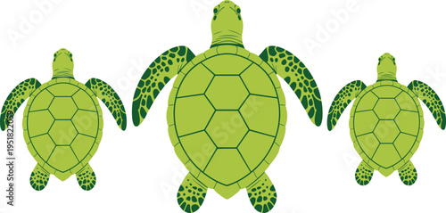 Sea turtle illustration set, green marine animals, cartoon style, ocean wildlife, aquatic reptiles, tropical sea life, nature design vector