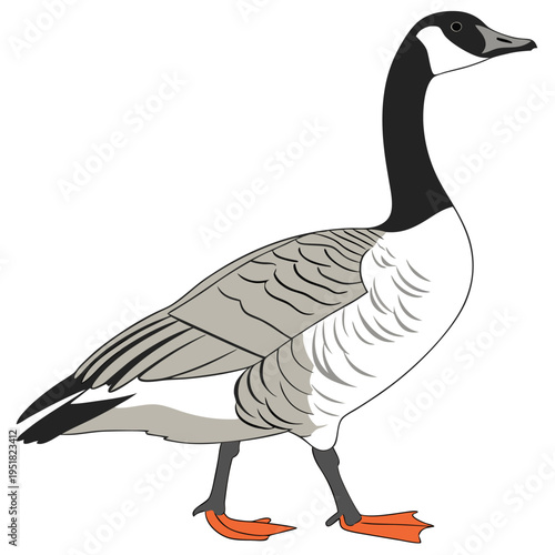 Canada goose illustration