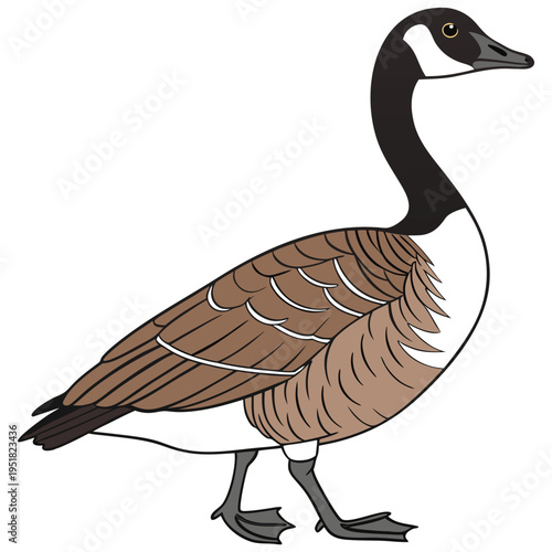 Canada goose vector illustration