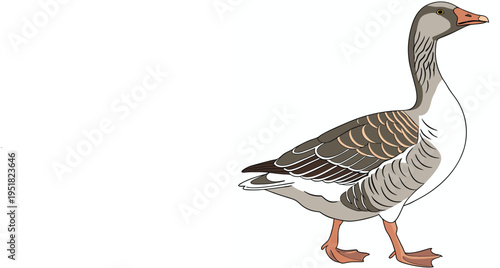 Illustration of a greylag goose standing