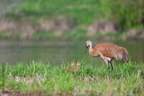 Adult Sandhill Crane (Antigone canadensis) with Two Colts in an Ontario Marsh