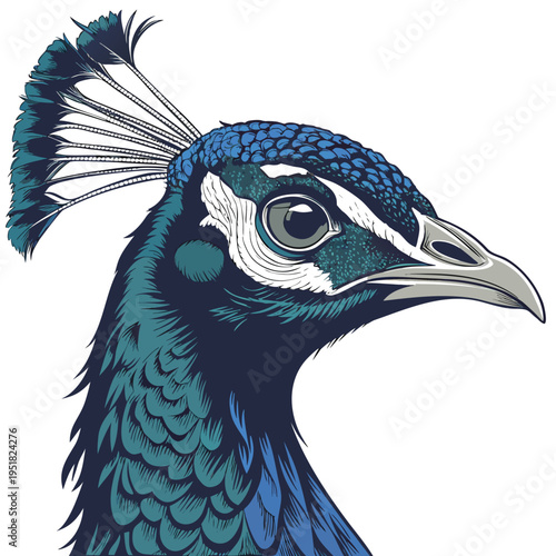Detailed illustration of a peacock head profile with vibrant blue and green plumage and elegant crest feathers