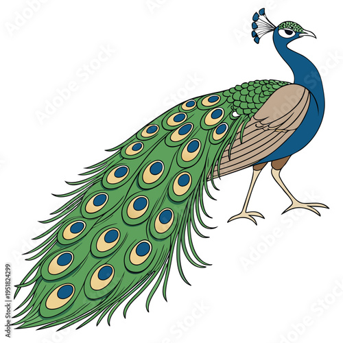 Illustration of a beautiful peacock with colorful plumage and long tail feathers