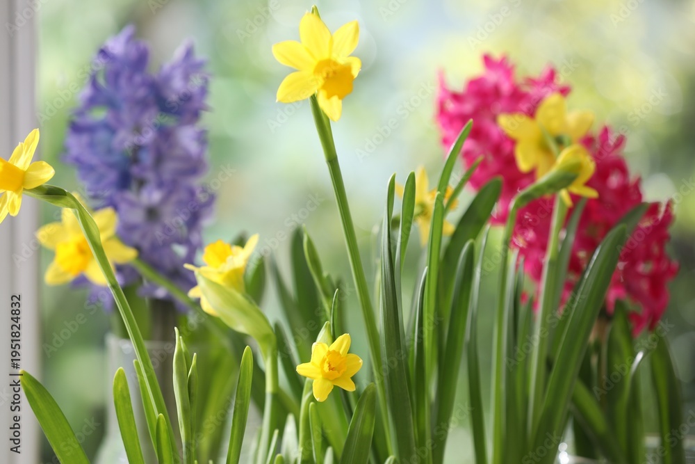 Obraz premium Beautiful spring flowers near window indoors, closeup