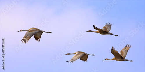 Four Sandhill Cranes (Antigone canadensis) Flying in Formation