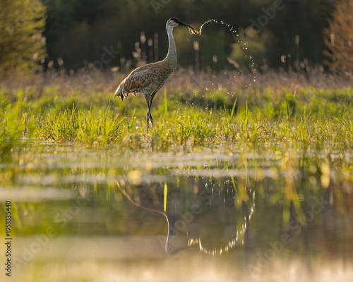 Adult Sandhill Crane (Antigone canadensis) Tossing a Root on a Spring Morning in a Southern Ontario Marsh