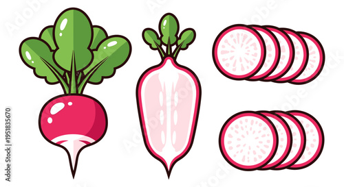 Radish Vegetable Illustration